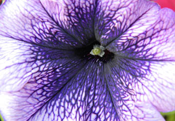 petunia closeup